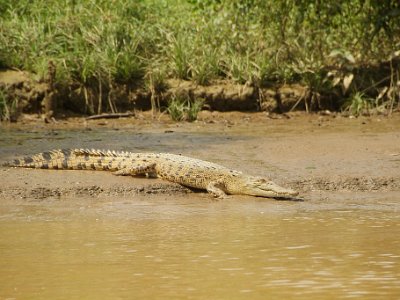 Salt water crocodile (3)